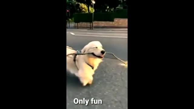 Funny animal video