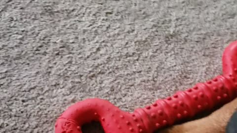 Rottweiler Toy Battle