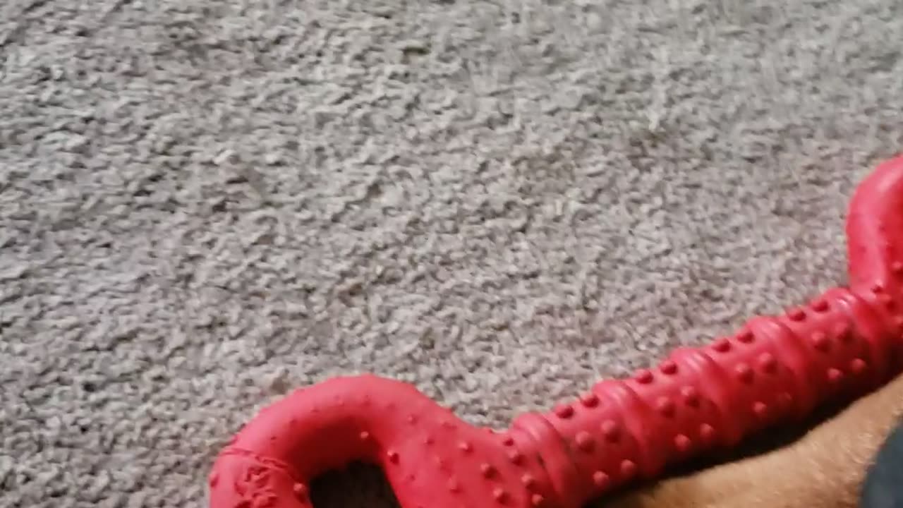 Rottweiler Toy Battle