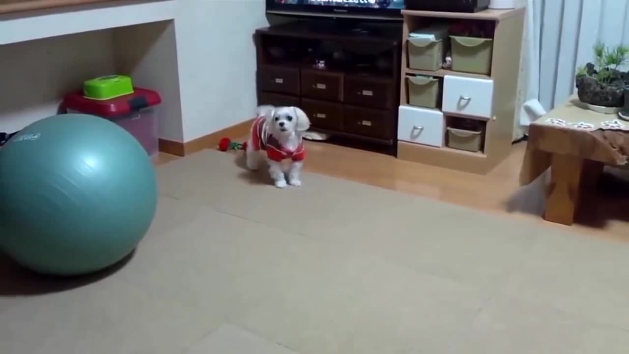 TOP 10 🐕 DOGS BARKING VIDEOS COMPLIMENT 2023 DOGS BARKING SOUNDS_ FUNNY DOGS