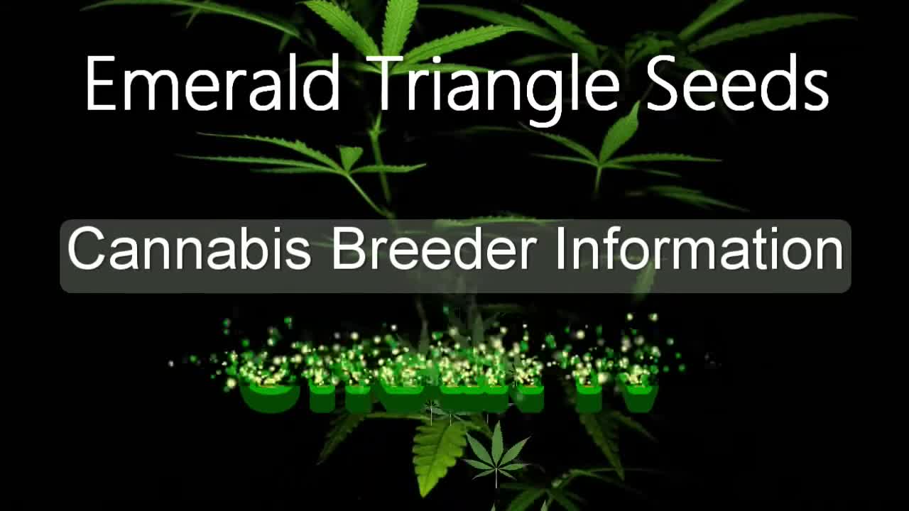 Emerald Triangle Seeds - Cannabis Strain Series - STRAIN TV