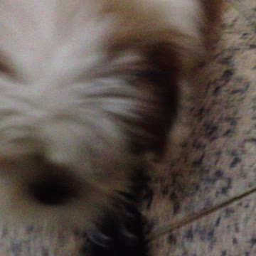 puppy walking with shoes