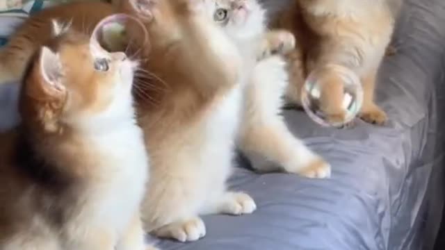 The more kittens,the more happy
