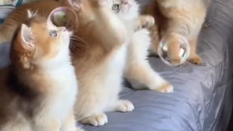 The more kittens,the more happy