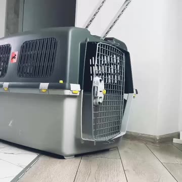 New family member welcome with different style