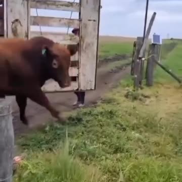 Why the beef attacks?