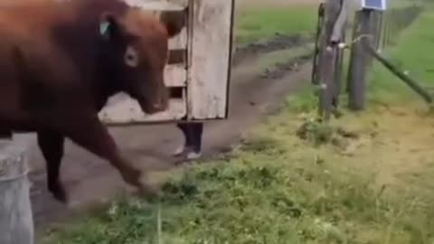 Why the beef attacks?