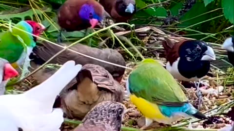 Beautiful birds