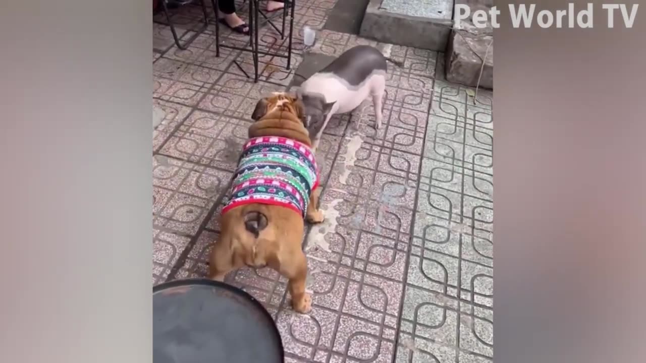 06g Best Funniest Cats and Cute Dogs Funny Animal Videos 2023