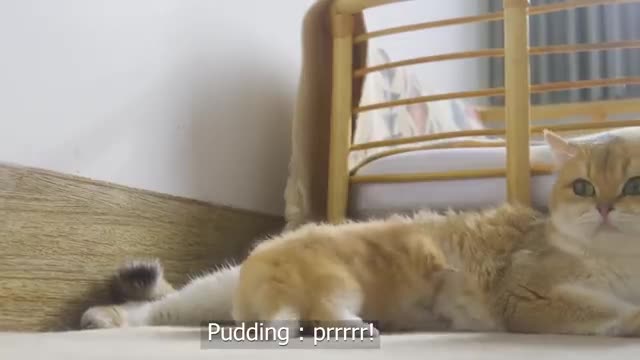 Tiny Kitten Pudding is crying to find mother cat