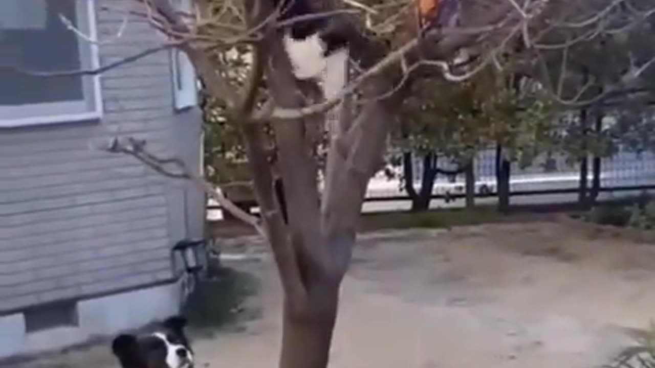 Kitty Bro Retrieves Frisbee For Doggo Buddies