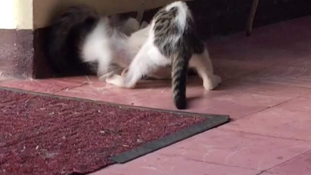 Sibling war- Two cats