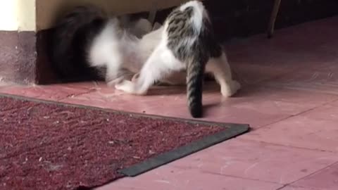 Sibling war- Two cats