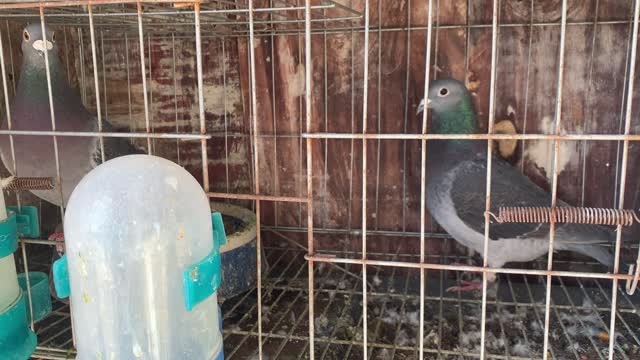 I will teach you some essential knowledge about raising pigeons