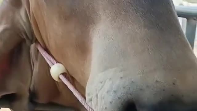 Have you seen this variety
