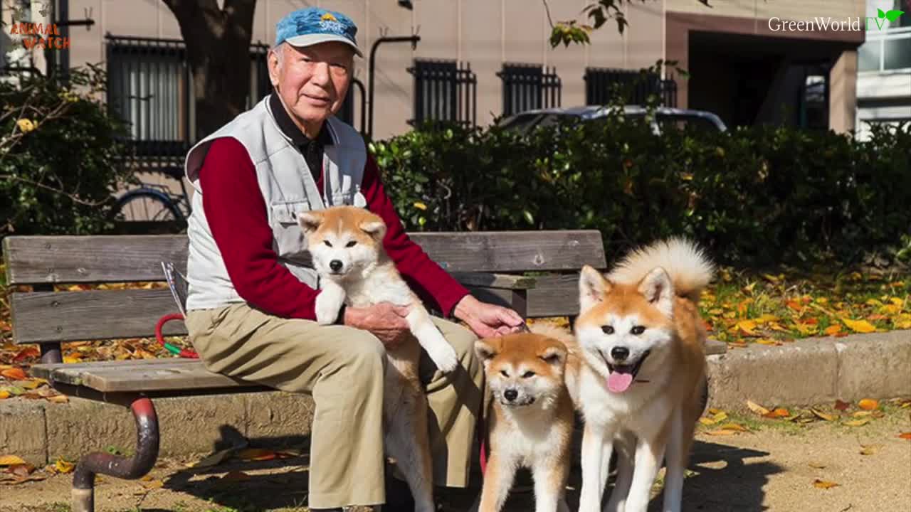 THE SHIBA INU - THE SCREAMING DOG OF JAPAN