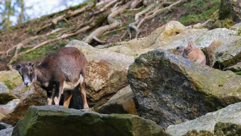 Mouflon cub sheep