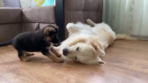 How the Golden Retriever and the German Shepherd Became Best Friends [Compilation]