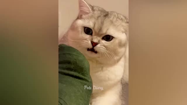 Fanniest cats and dogs funny animal video part 1