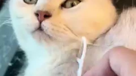 cats and dogs funny videos ..!!