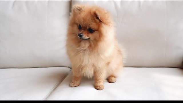 cute dog videos