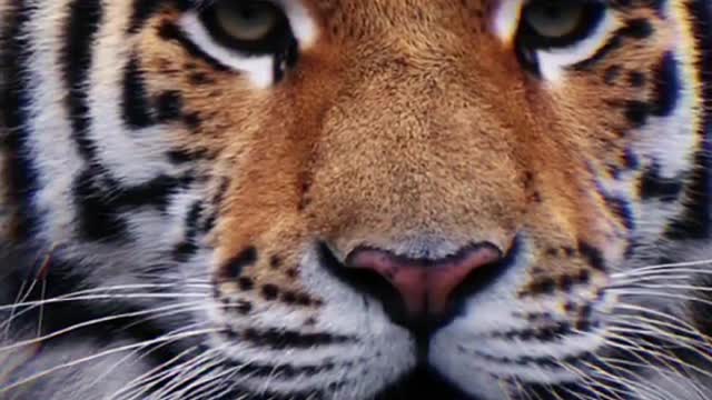 It's a face-turning animal everything has a spirit tiger