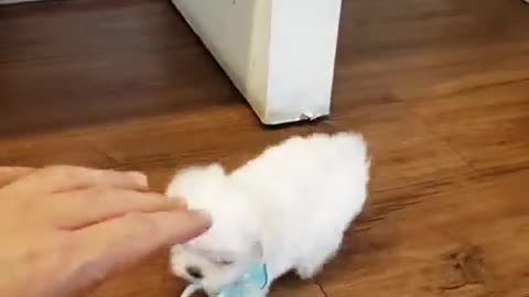 The World's Smallest Maltese videos lovely and cutest puppy 🐕🐶