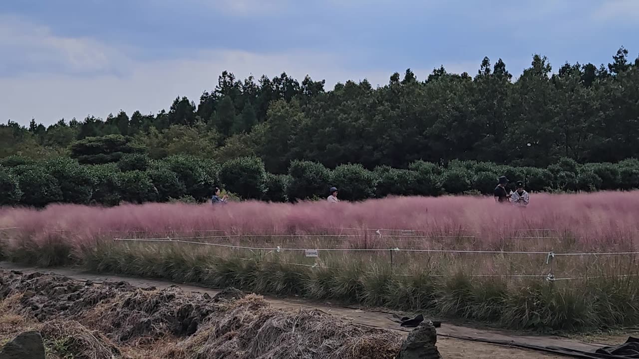 Jeju Island's hottest pink muhly these days~ Cafe Garden is the best