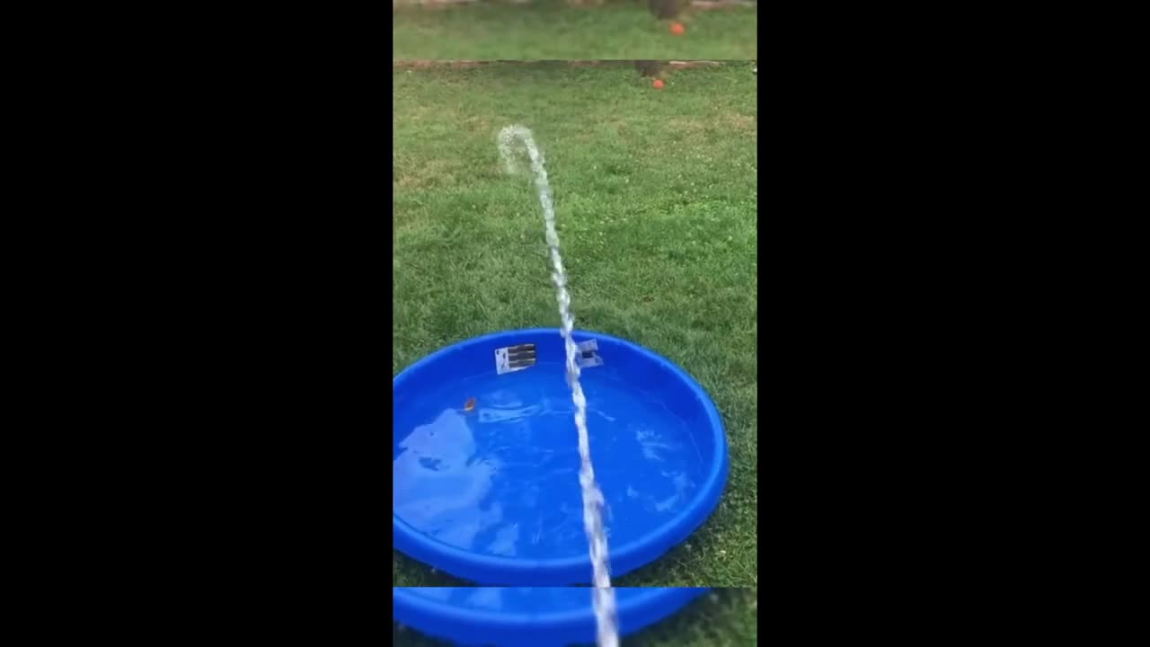 Funny animals - Funny cats/ dogs - Funny animal videos 2023 - Part 12 /Haypyy Pett