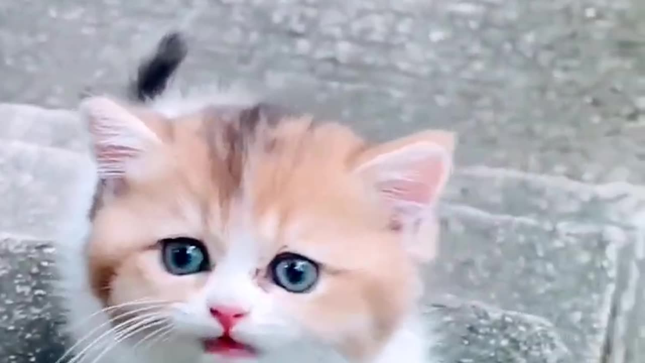 Cute kitten