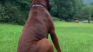 Duke The Dog Waiting for the School Bus