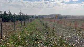 A look at the new tree field before the snow.