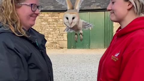Barn Owl Flies Between Two People