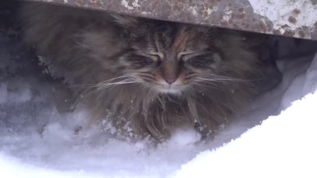 Cat lives under the snow