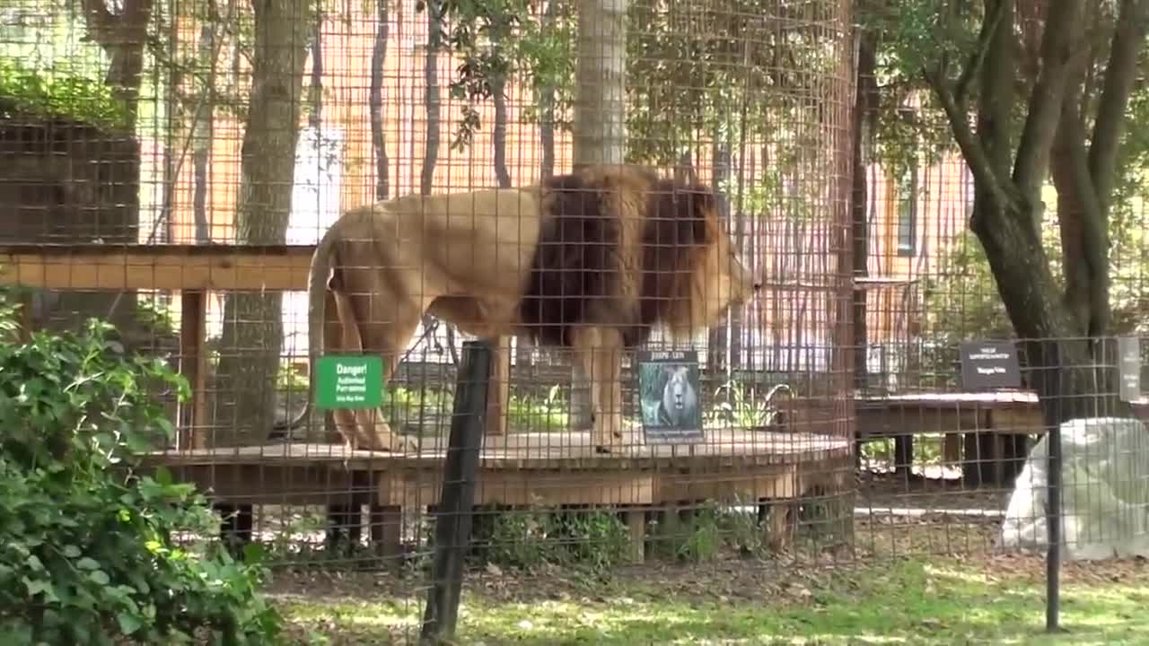 Lion Roar Scares Kid!