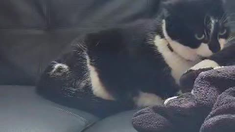 When Your Tail Won't Mind Its Business