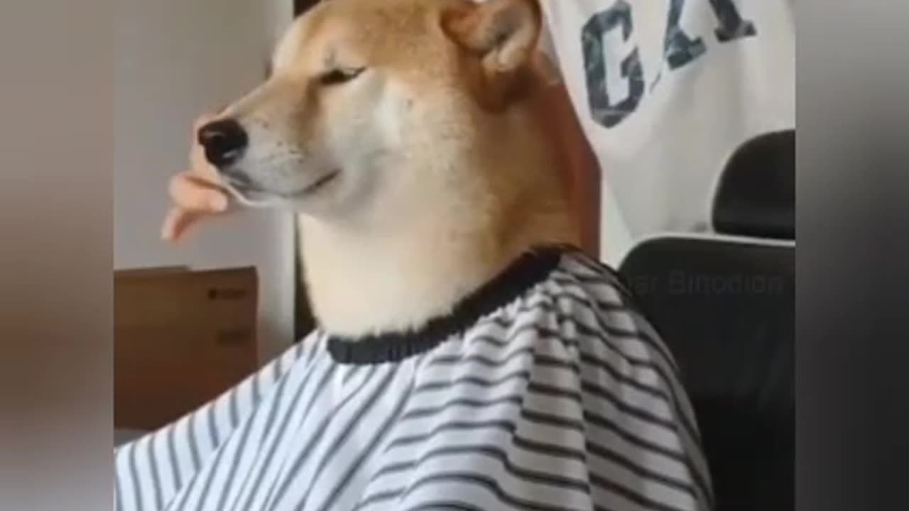 Dog hair cutting 🤣🤣