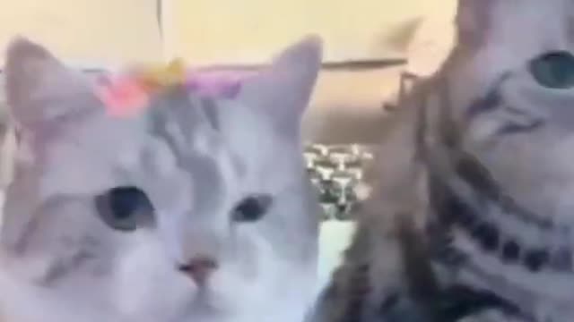 😂 Funny Cat & Dog videos New 2022 😂 - TRY NOT TO LAUGH 😅