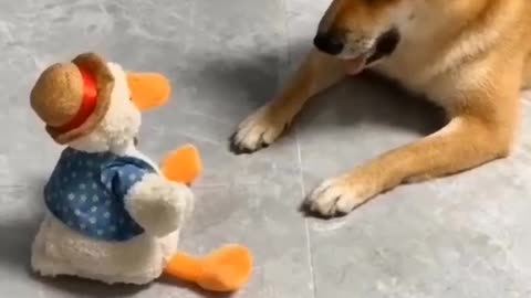 Dog funny moment