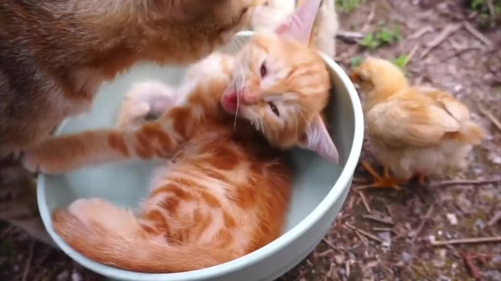 cute cat 😂😂😁