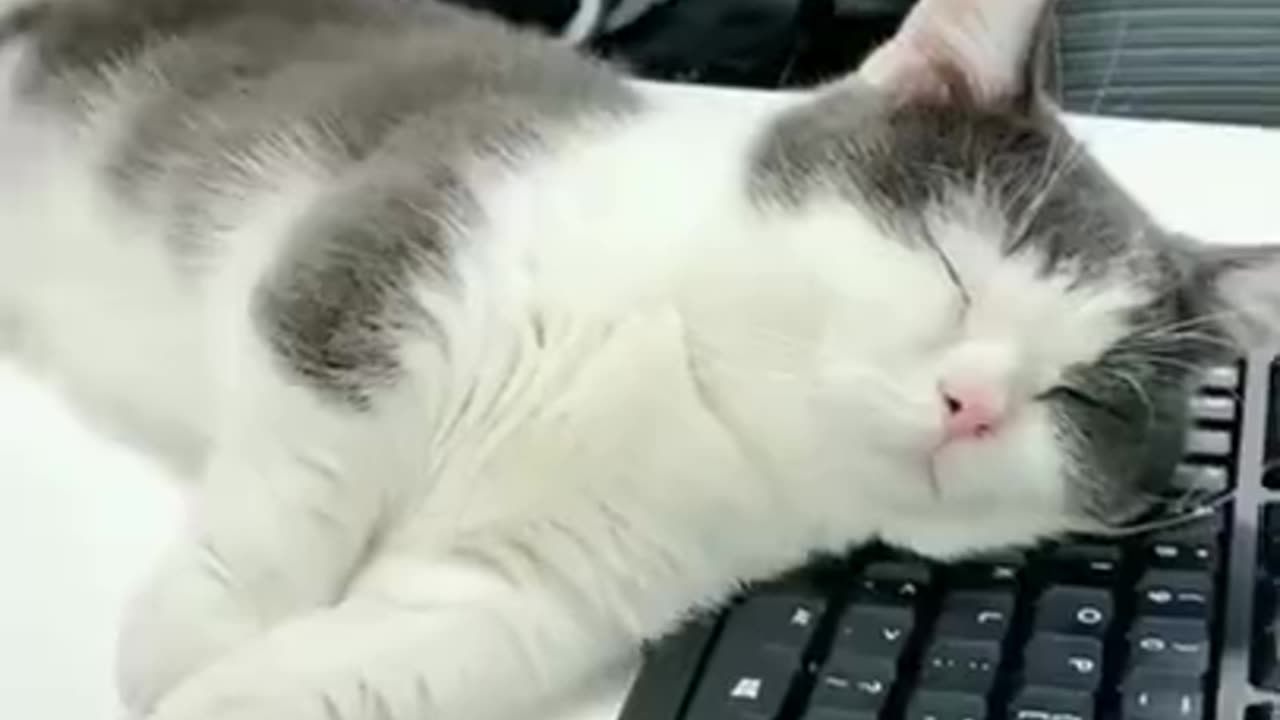 Cute animals