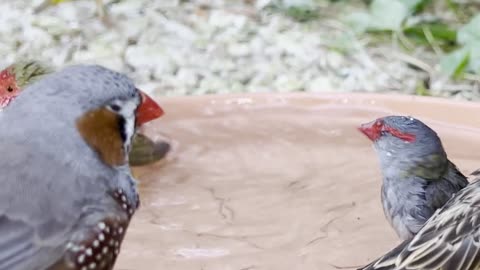 Mix finches bathing