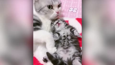 Best Animal Videos 2022 | Funny Cats and Dogs | Cats Funny Videos