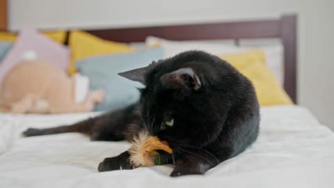 Black Cat Playing With His Stuff