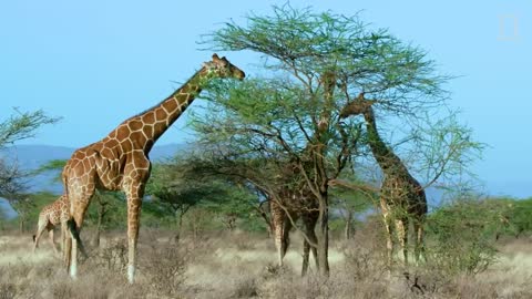 Giraffes 101 _ Nat Geo Wild