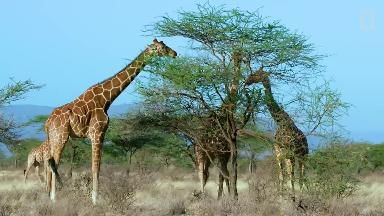 Giraffes 101 _ Nat Geo Wild