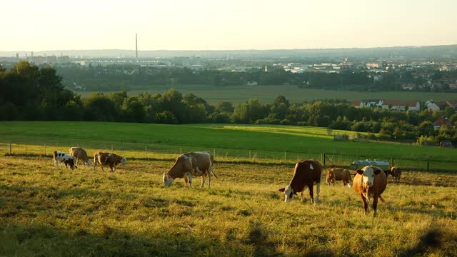 Cows graze