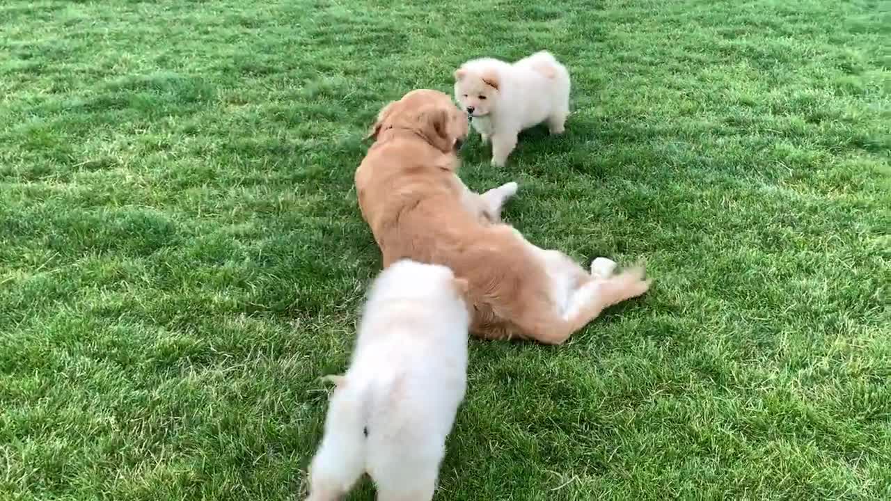 Golden Retriever Meets Chow Chow Puppies for the First Time