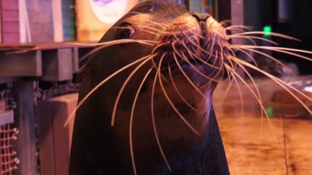 Since we have to be honest, our rescued sea lion Diego can pull off a moustache too