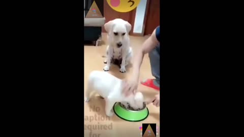 Best Heart Touching Mother's Love -- Dog allow its child to eat meal -- By avoiding man